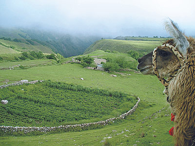 Caravana de llamas, trekking