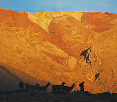 Caravana de llamas, trekking