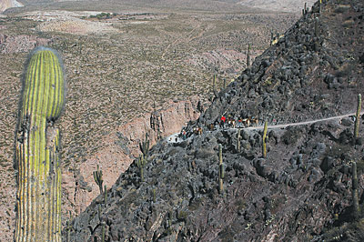 Caravana de llamas