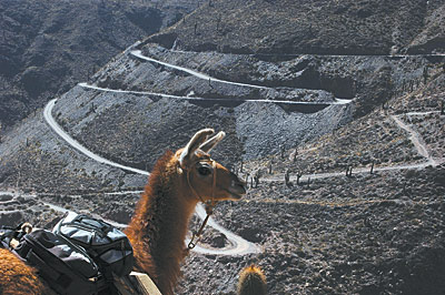 Caravana de llamas, trekking