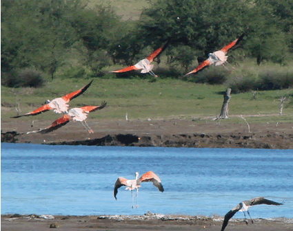 Flamencos 