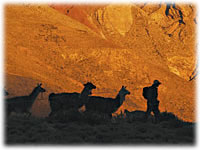 Una caravana de llamas  - Tilcara